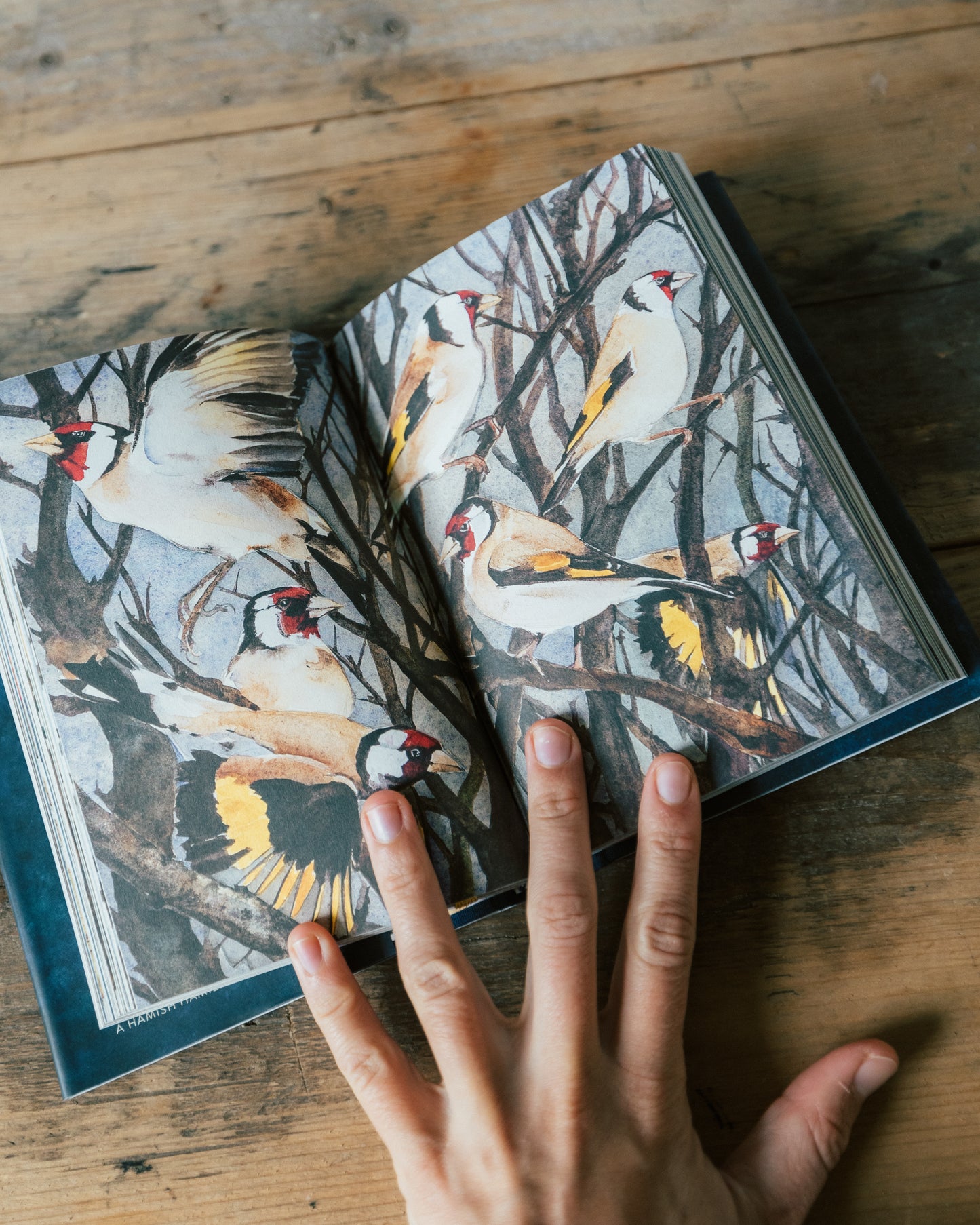 The Lost Spells by Robert Macfarlane and Jackie Morris